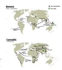 Plantas migratorias: banana y cannabis